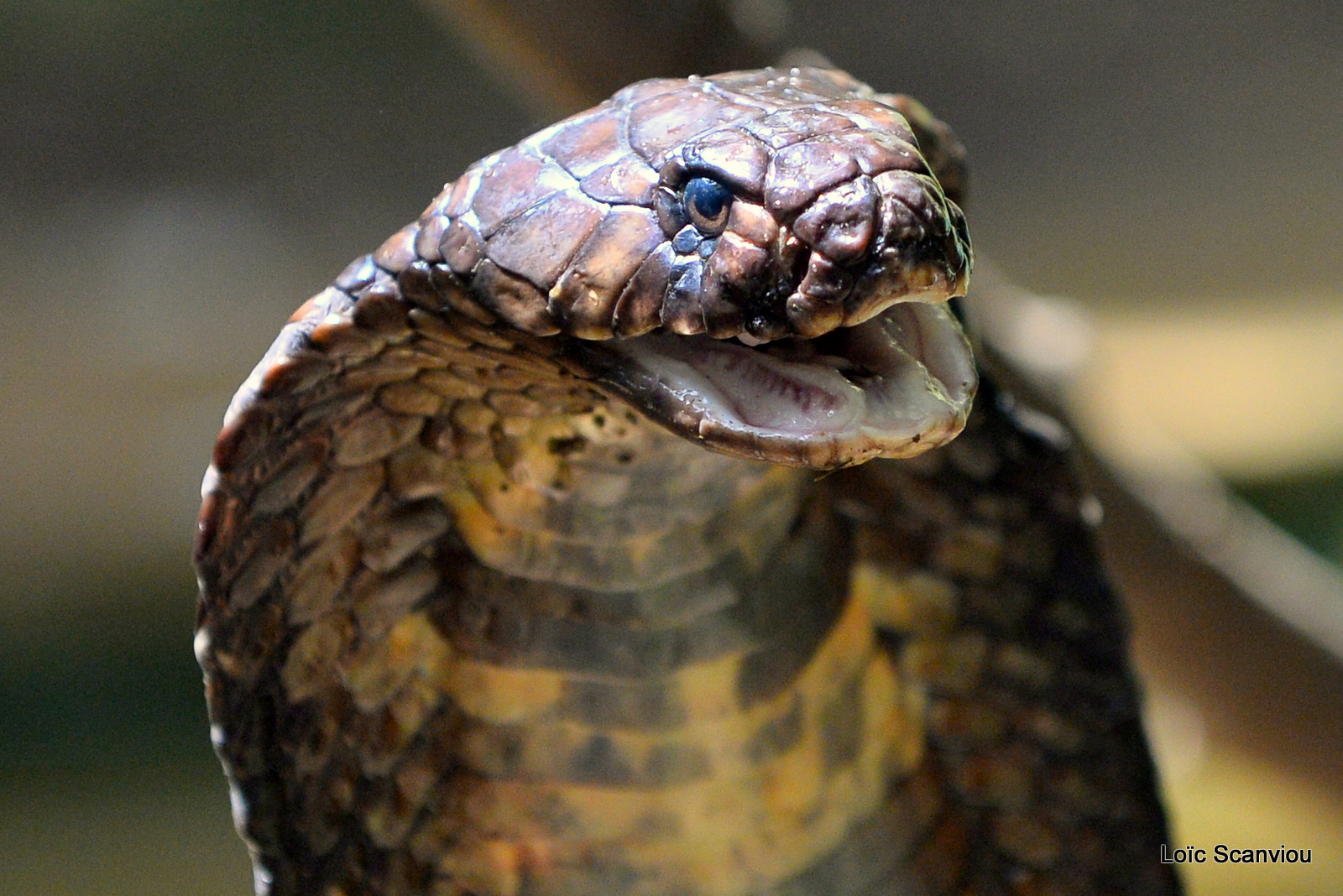 Cobra égyptien/Egyptian Cobra (5)