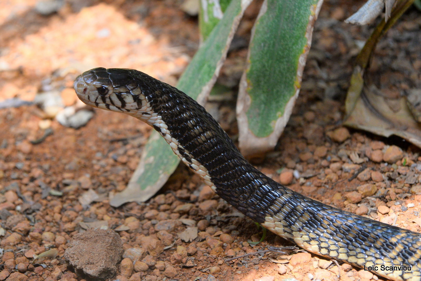 Cobra des forêts/Forest Cobra (1)