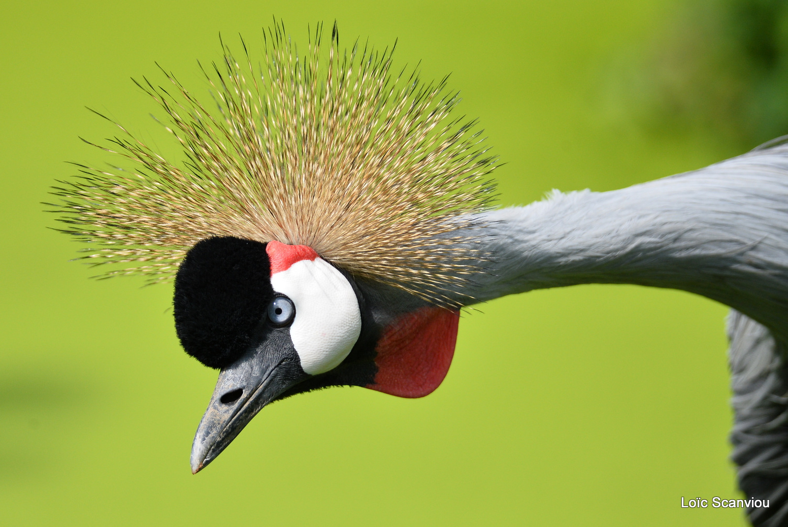 Grue royale/Grey Crowned Crane (2)