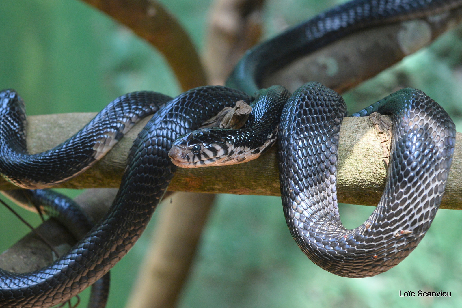 Cobra des forêts/Forest Cobra (2)