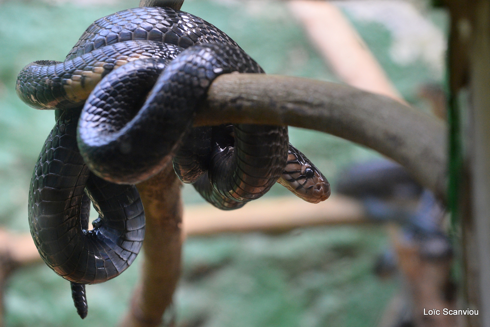 Cobra des forêts/Forest Cobra (3)