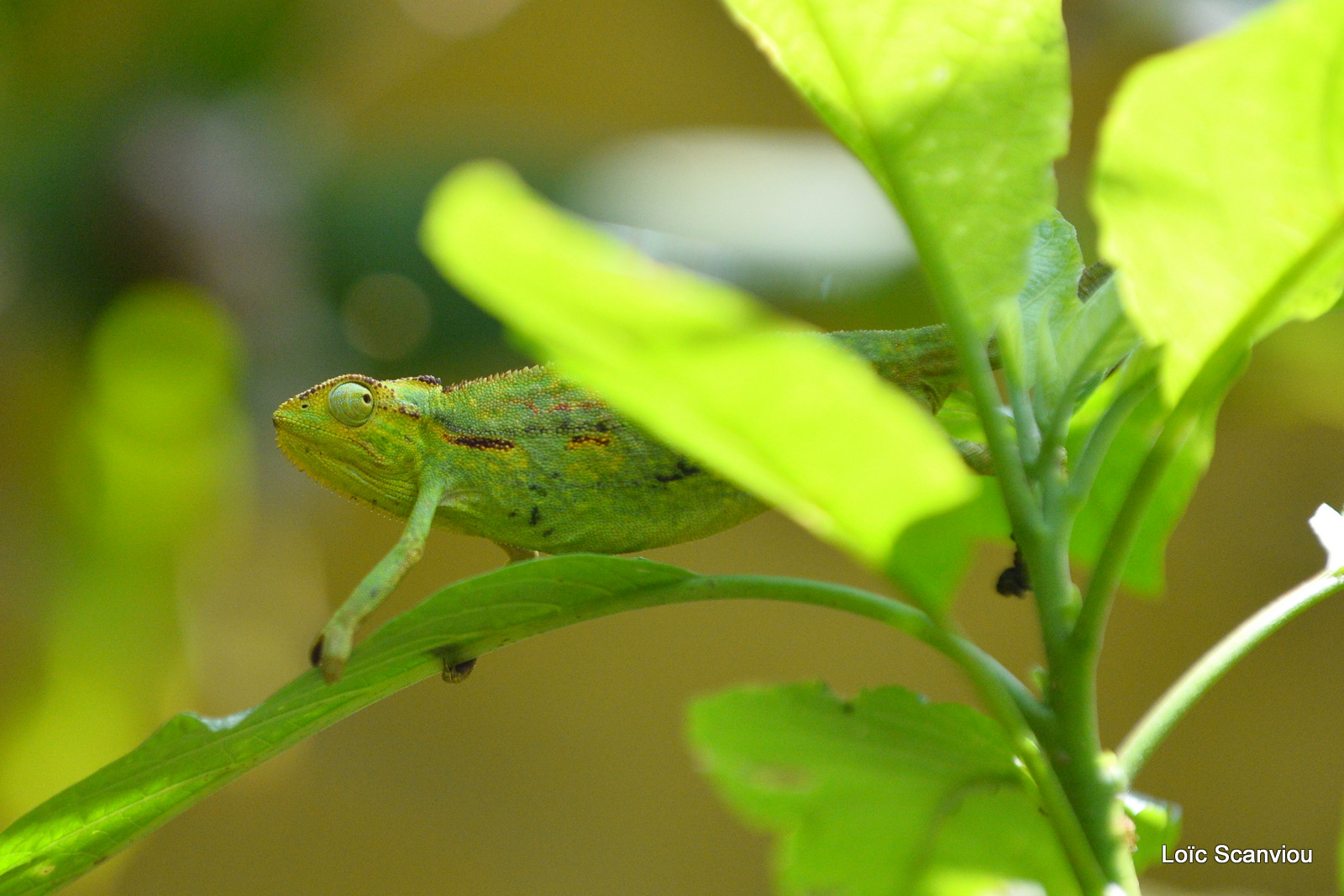 Caméléon d'Afrique/Slender Chameleo (2)