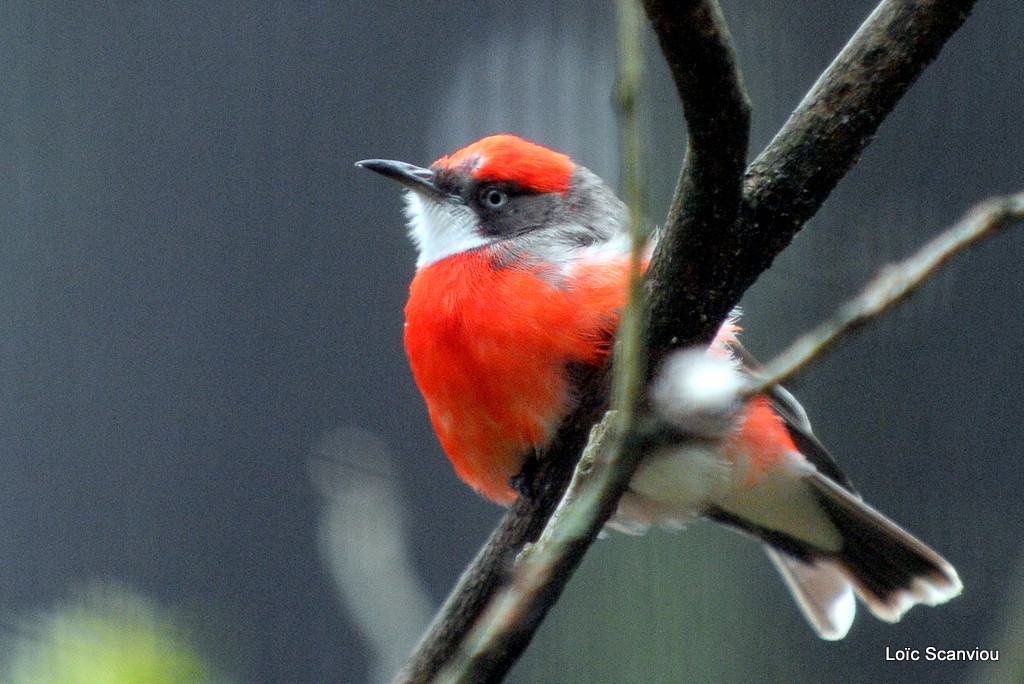 Epithianure tricolore/Crimson Chat