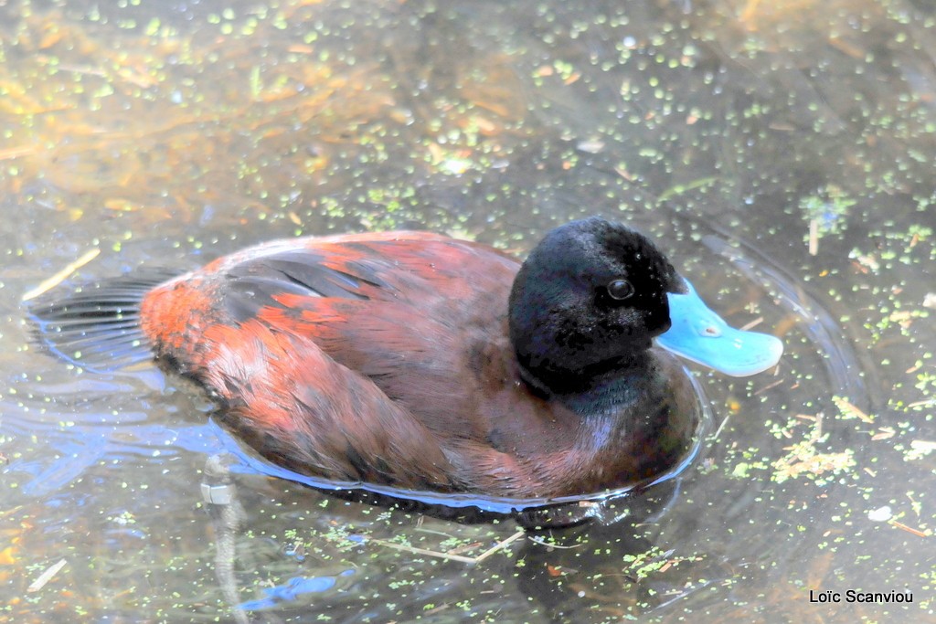 Erismature australe/Blue-billed Duck