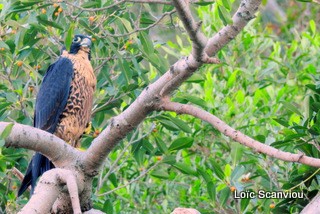 Faucon pélerin/Peregrine Falcon (1)