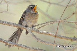Rhipidure à collier/Grey Fantail (1)