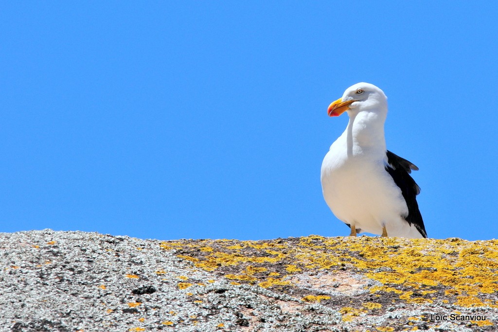 Goeland austral/Pacific Gull