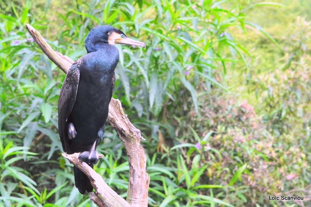 Grand cormoran/Great Cormorant