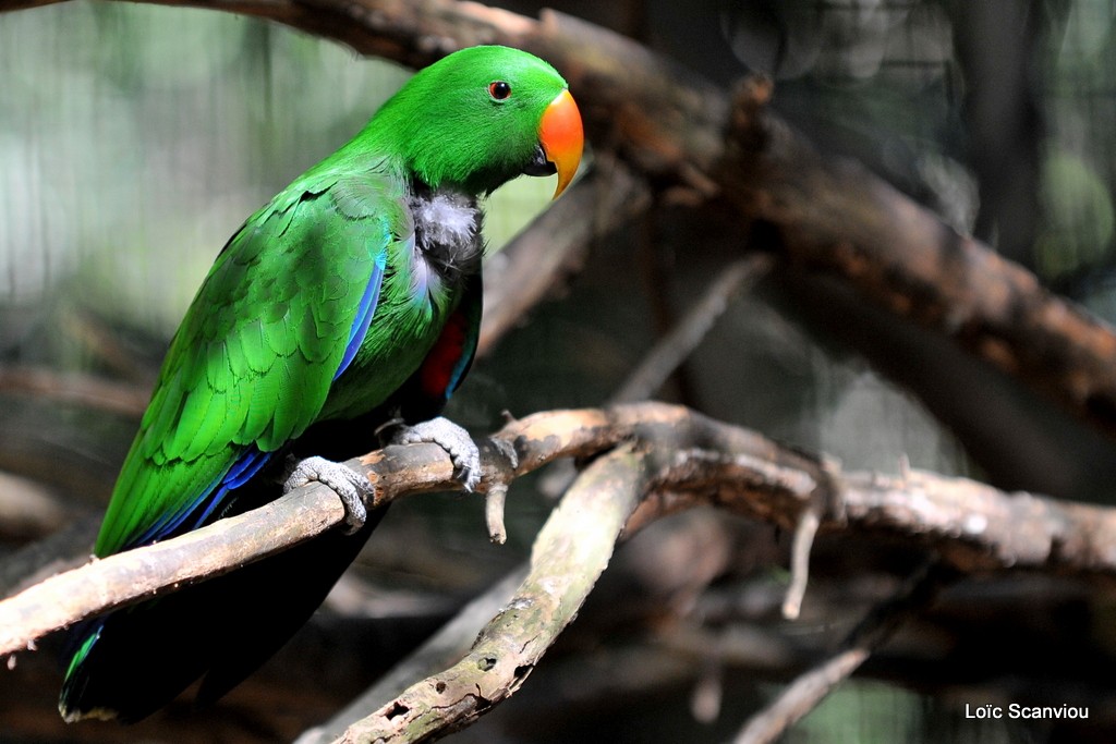 Grand eclectus/Eclectus Parrot