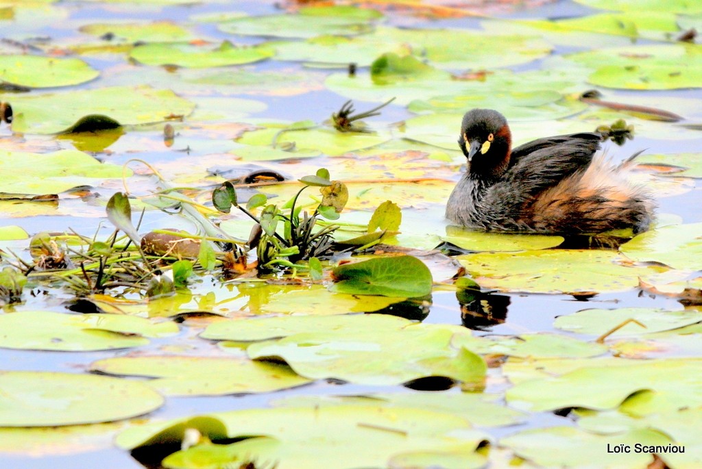 Grèbe australasien/Australasian Grebe