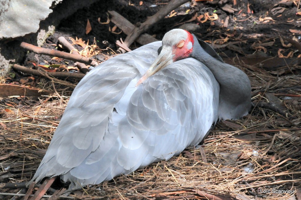Grue antigone/Sarus Crane
