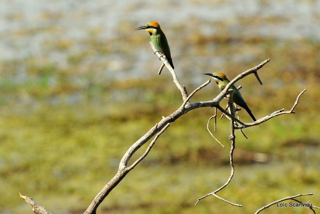 Guêpier arc-en-ciel/Rainbow Bee-eater (1)