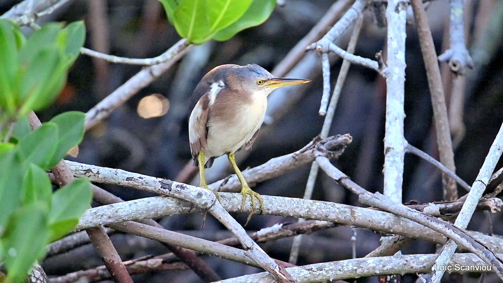 Blongios nain/Little Bittern (6)