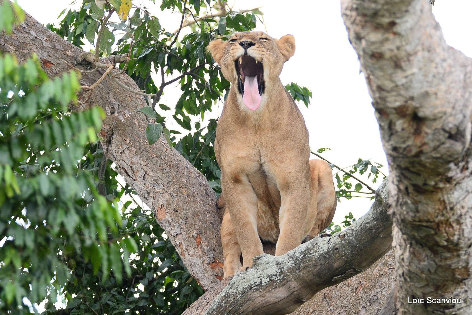 Lion dans un arbre/Lion on a tree (2)