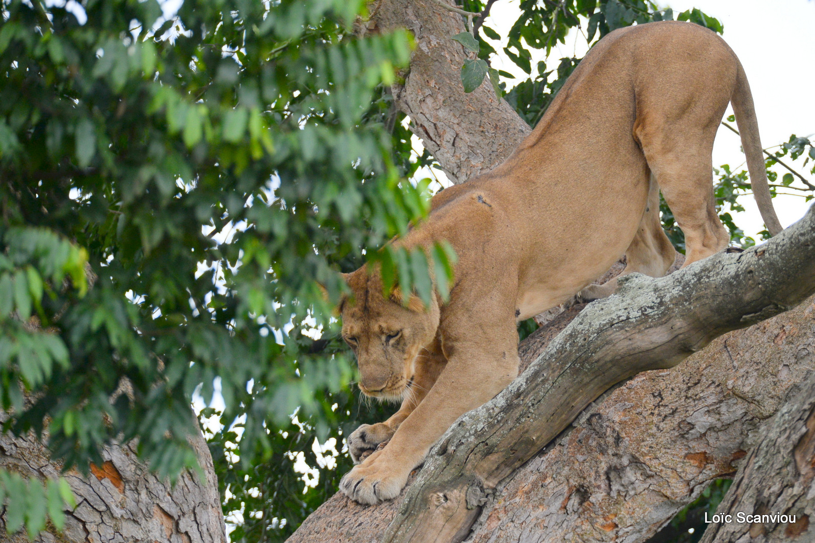 Lion dans un arbre/Lion on a tree (3)