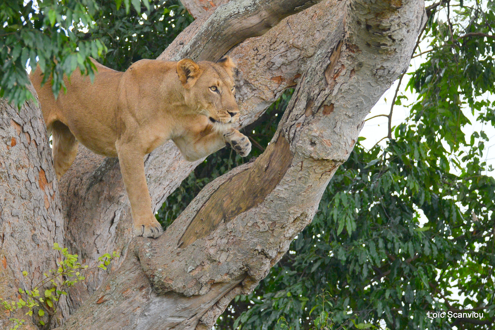 Lion dans un arbre/Lion on a tree (4)