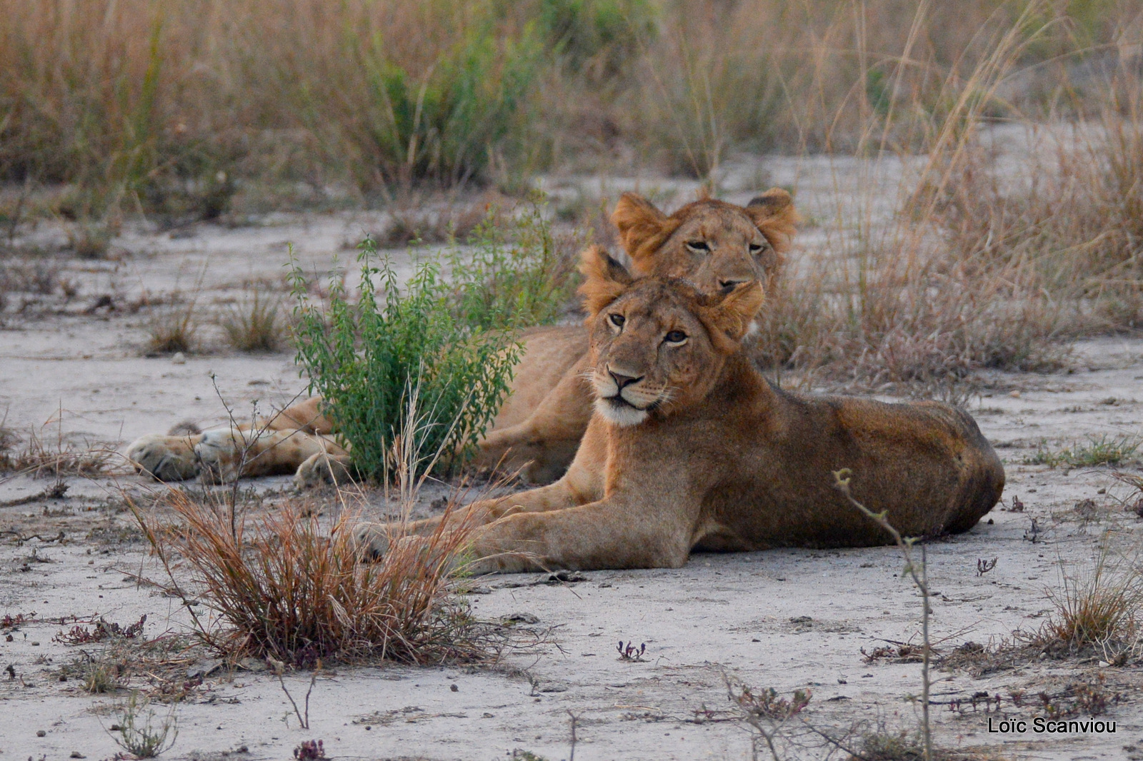 Lion (2)