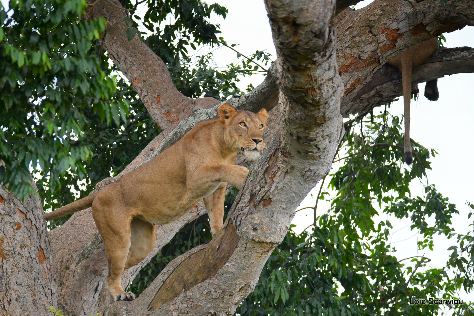 Lion dans un arbre/Lion on a tree (5)