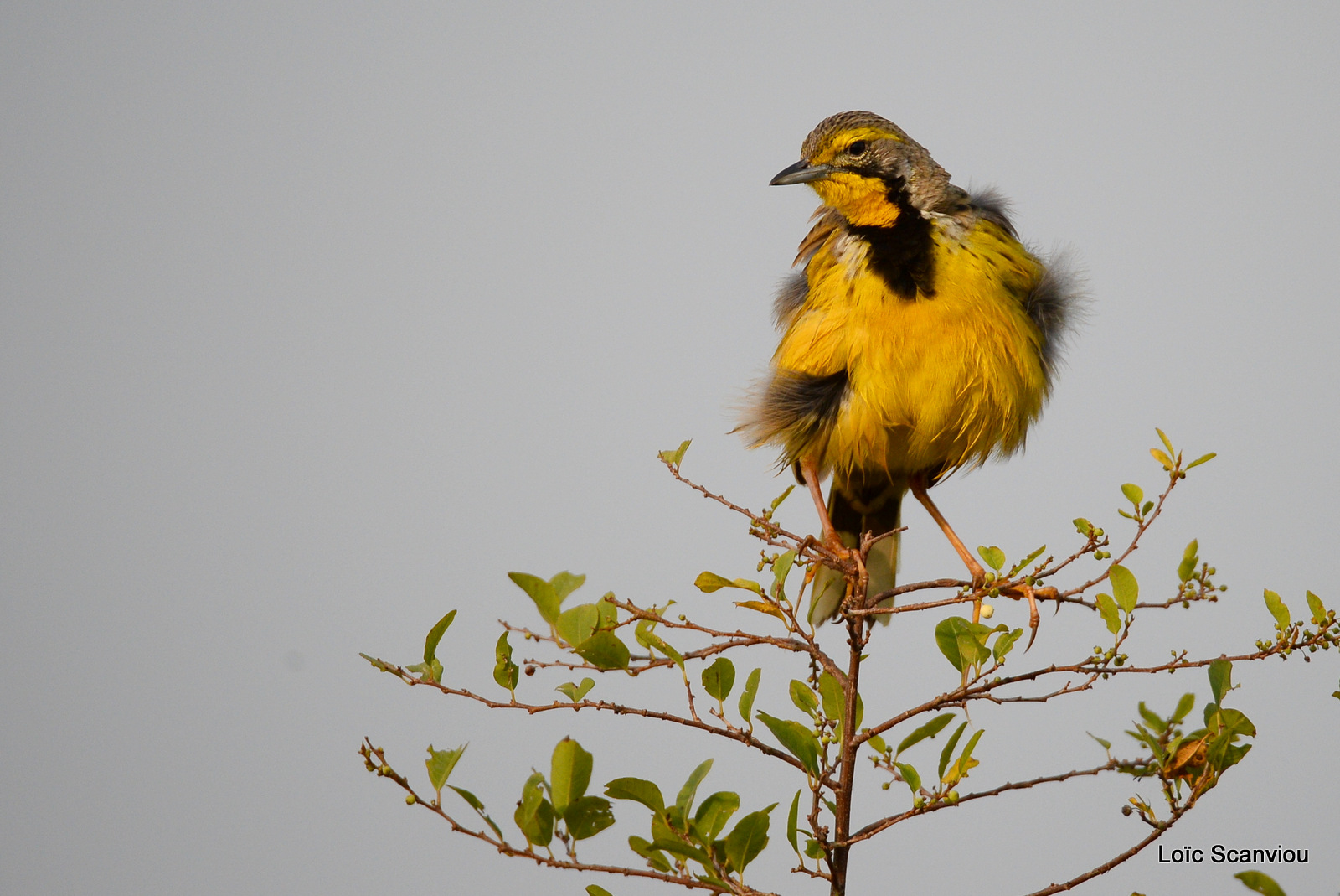 Sentinelle à gorge jaune/Yellow-throated Longclaw (2)