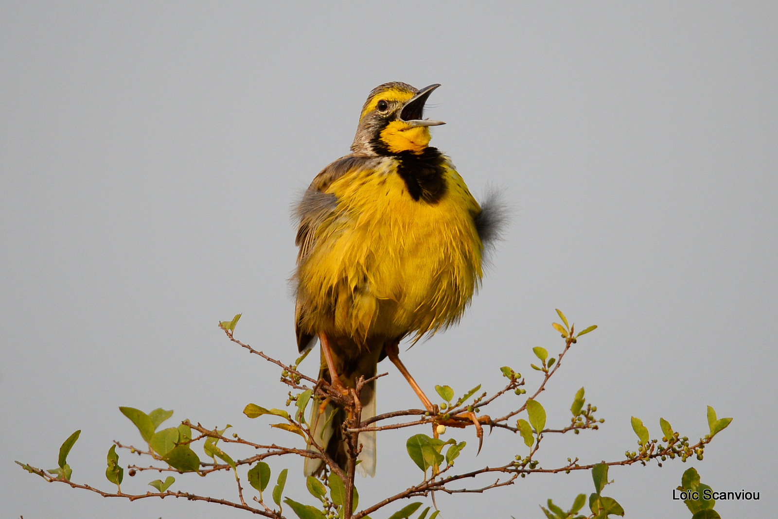 Sentinelle à gorge jaune/Yellow-throated Longclaw (3)