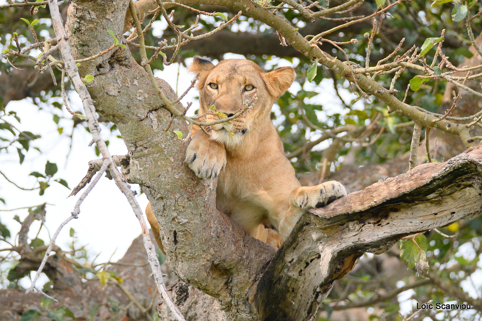 Lion dans un arbre/Lion on a tree (6)