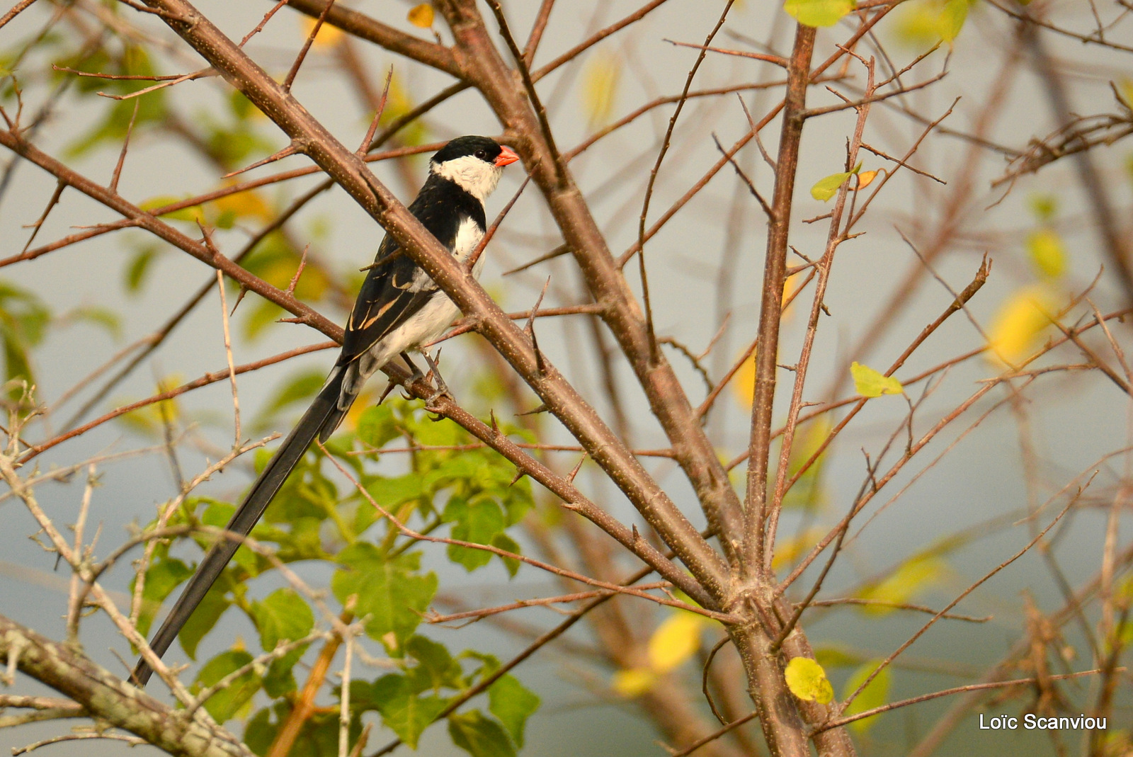 Veuve dominicaine/Pin-tailed Whydah (1)