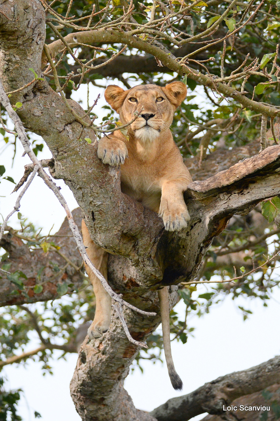 Lion dans un arbre/Lion on a tree (7)