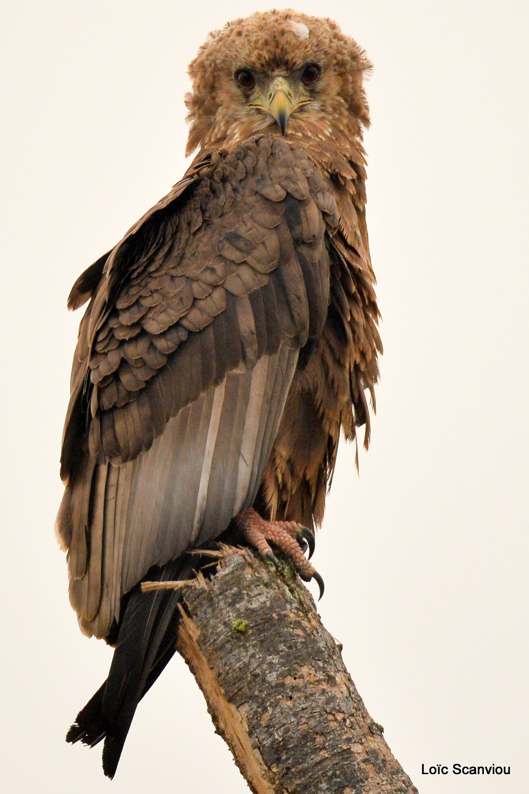 Aigle bateleur juvénile/Juvenile Bateleur Eagle