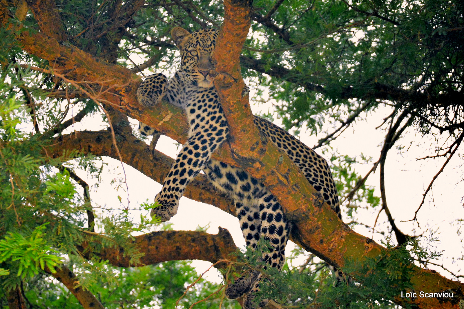Léopard dans un arbre/Leopard on a tree (1)