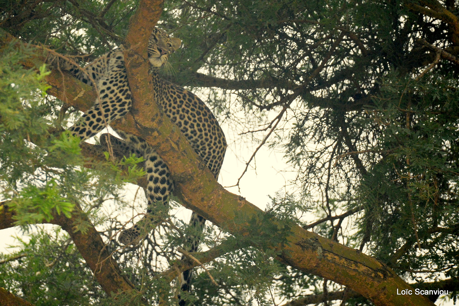 Léopard dans un arbre/Leopard on a tree (2)