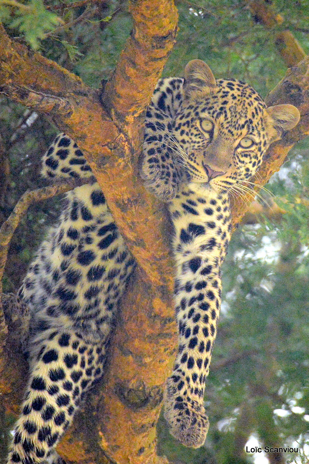 Léopard dans un arbre/Leopard on a tree (3)