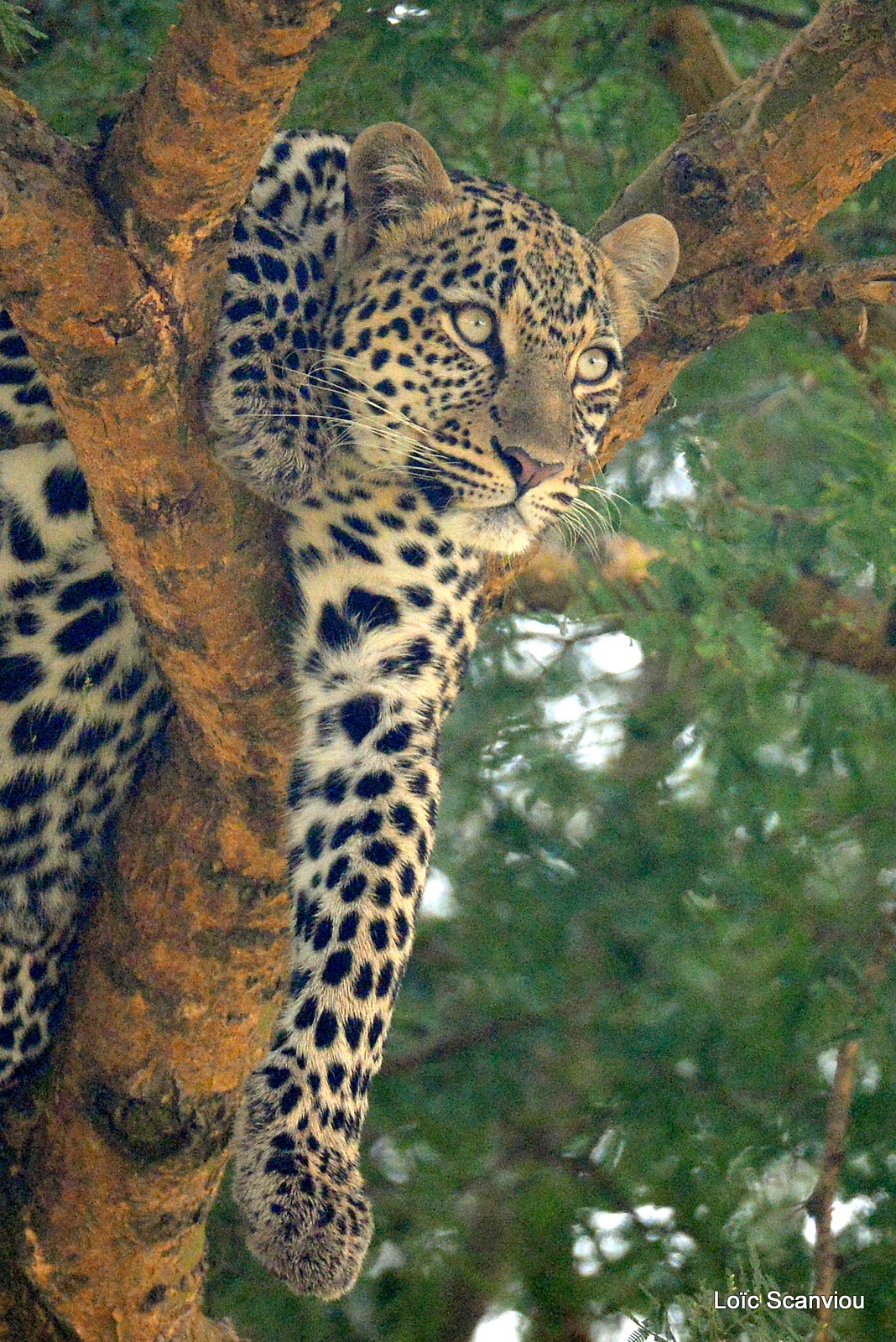 Léopard dans un arbre/Leopard on a tree (5)