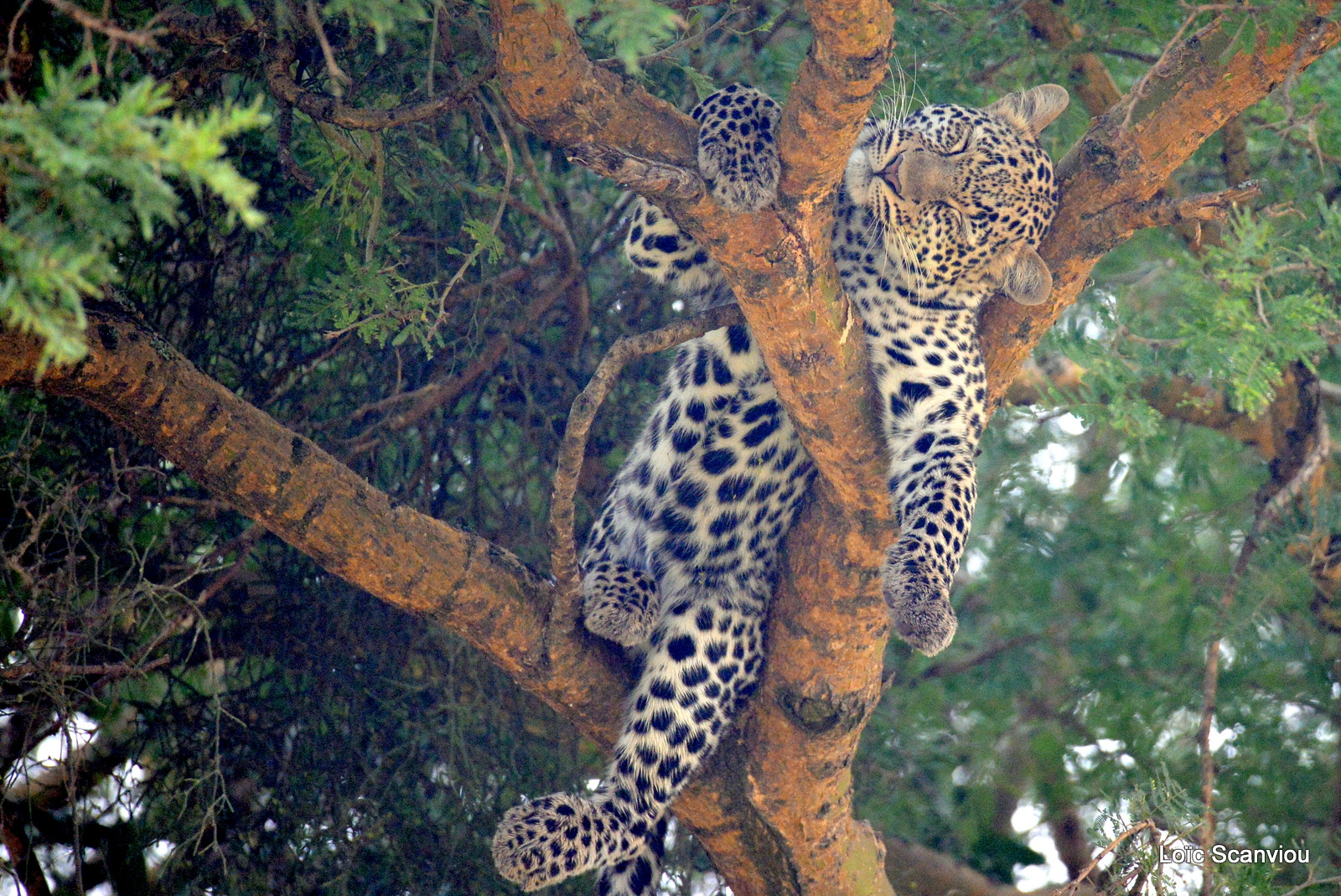 Léopard dans un arbre/Leopard on a tree (6)