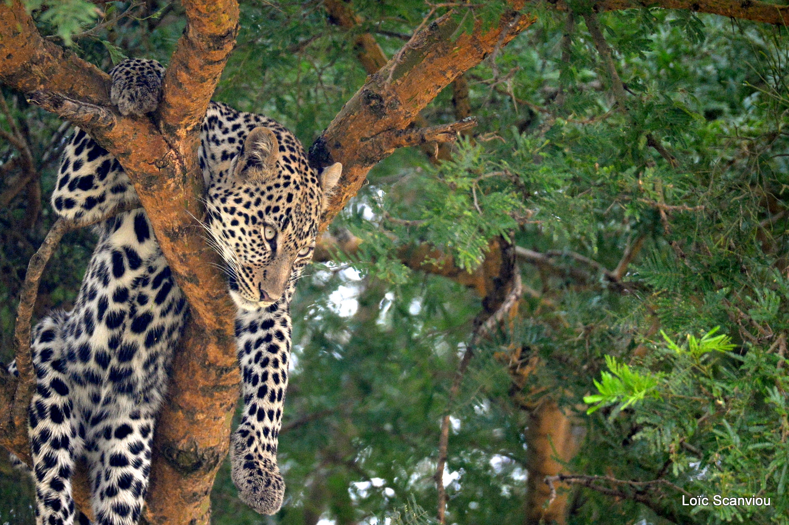 Léopard dans un arbre/Leopard on a tree (7)