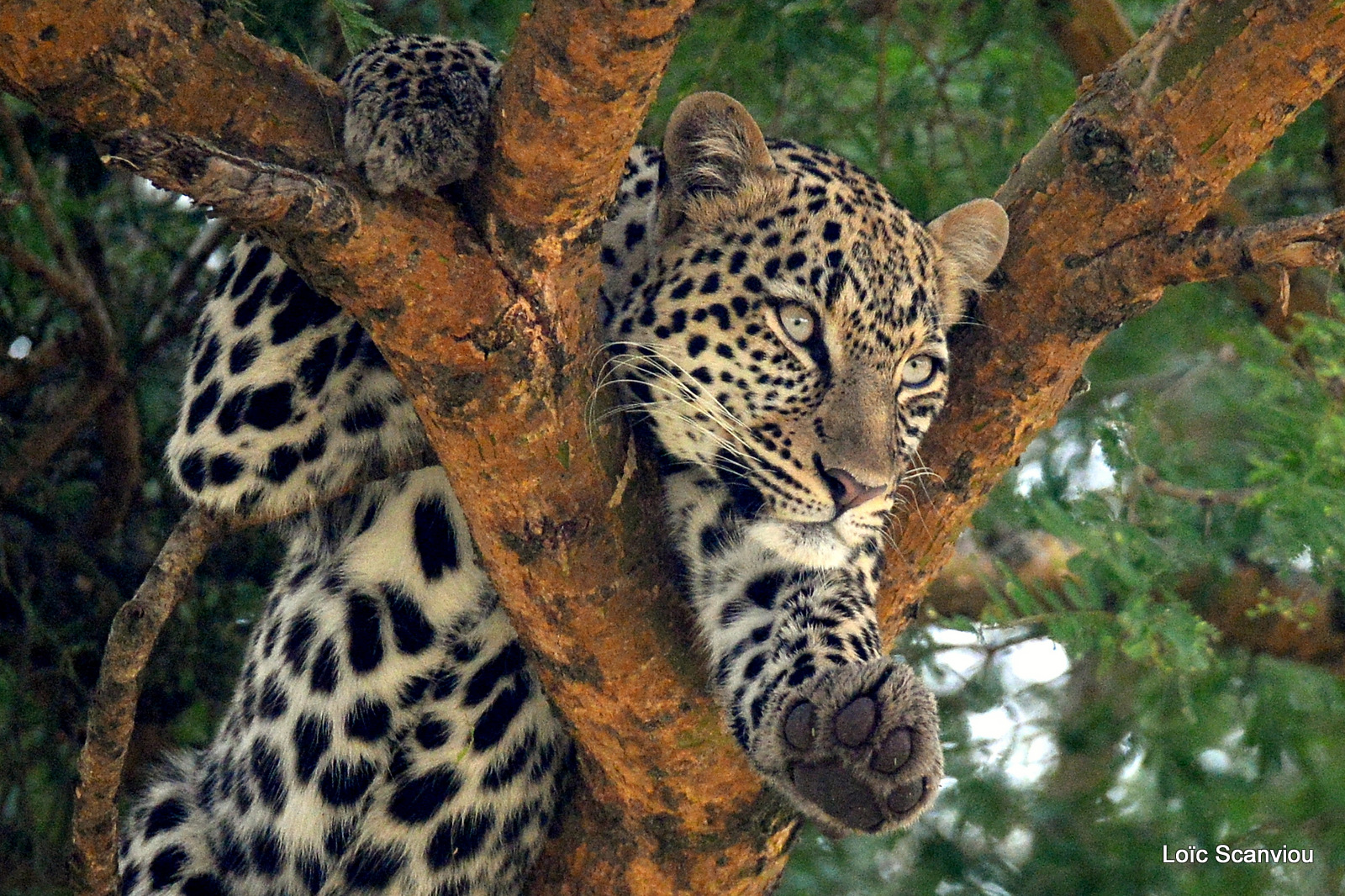 Léopard dans un arbre/Leopard on a tree (8)