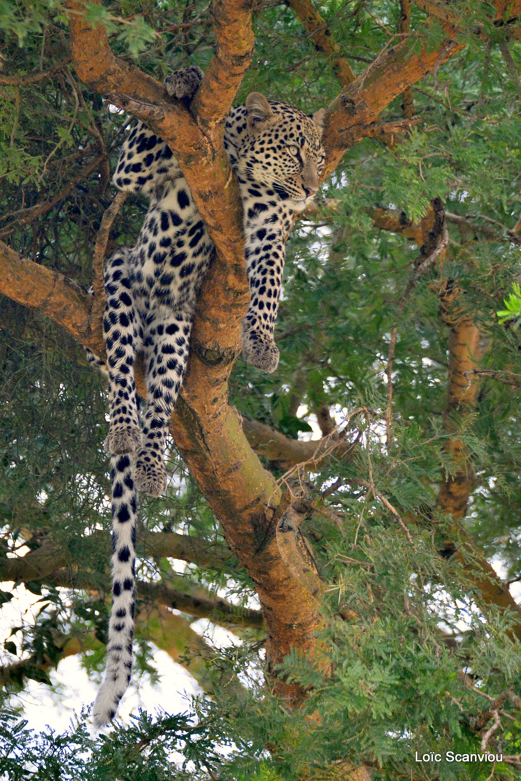 Léopard dans un arbre/Leopard on a tree (9)