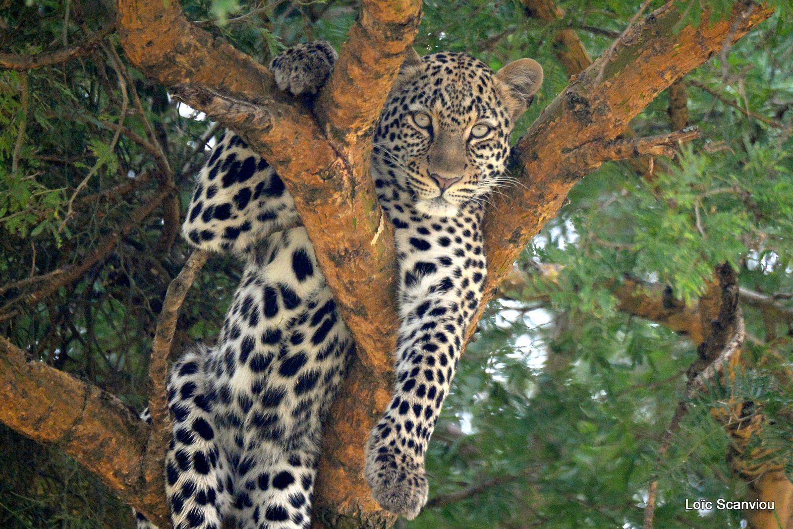 Léopard dans un arbre/Leopard on a tree (10)