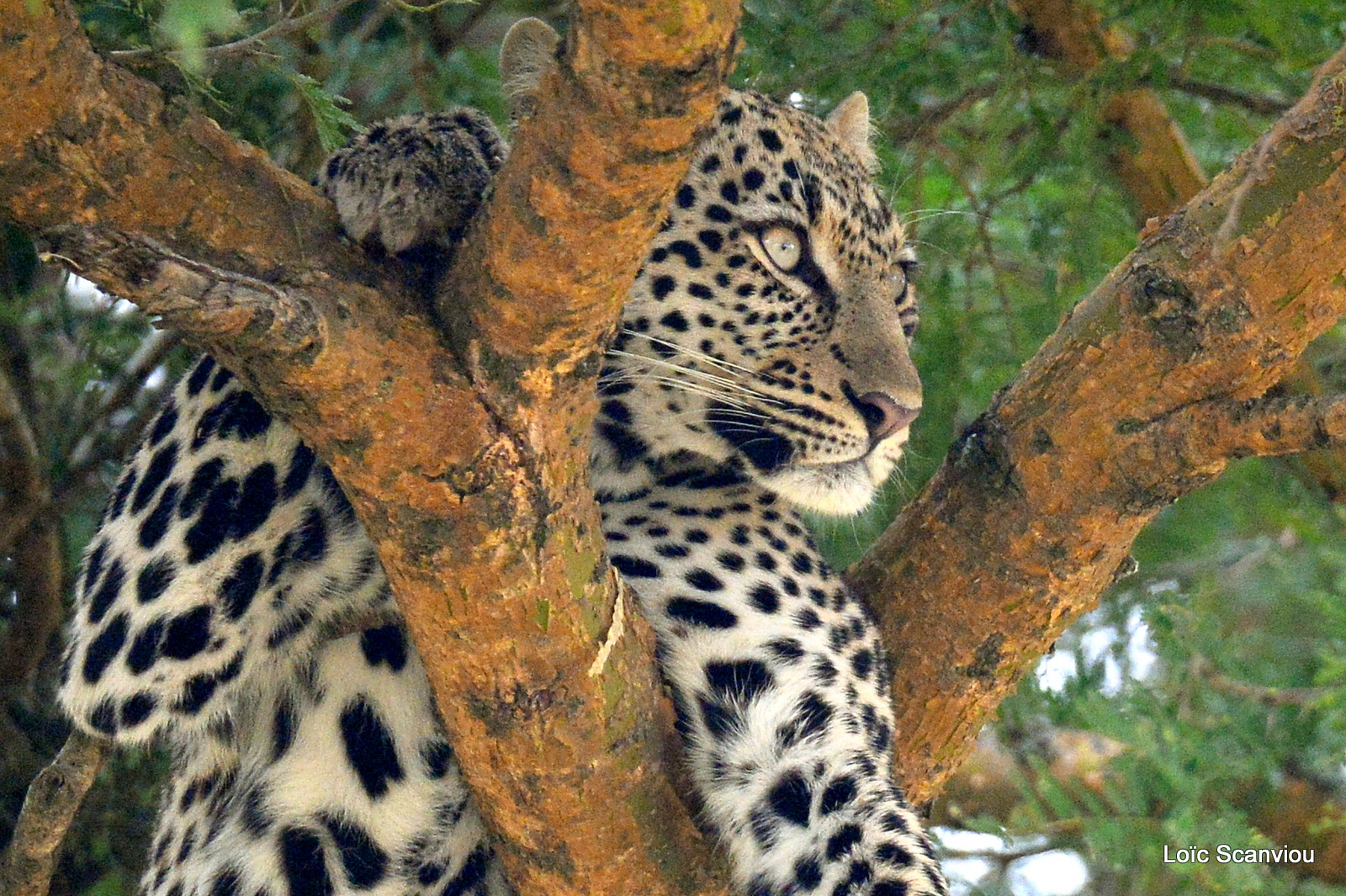 Léopard dans un arbre/Leopard on a tree (11)