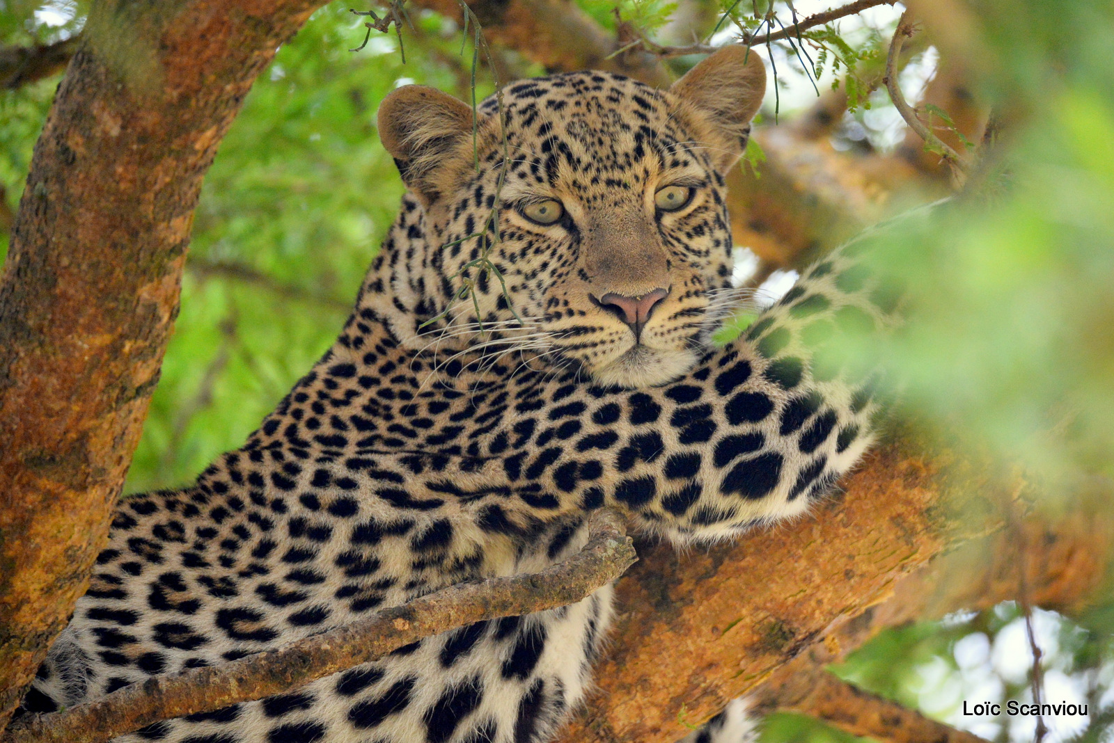 Léopard dans un arbre/Leopard on a tree (12)