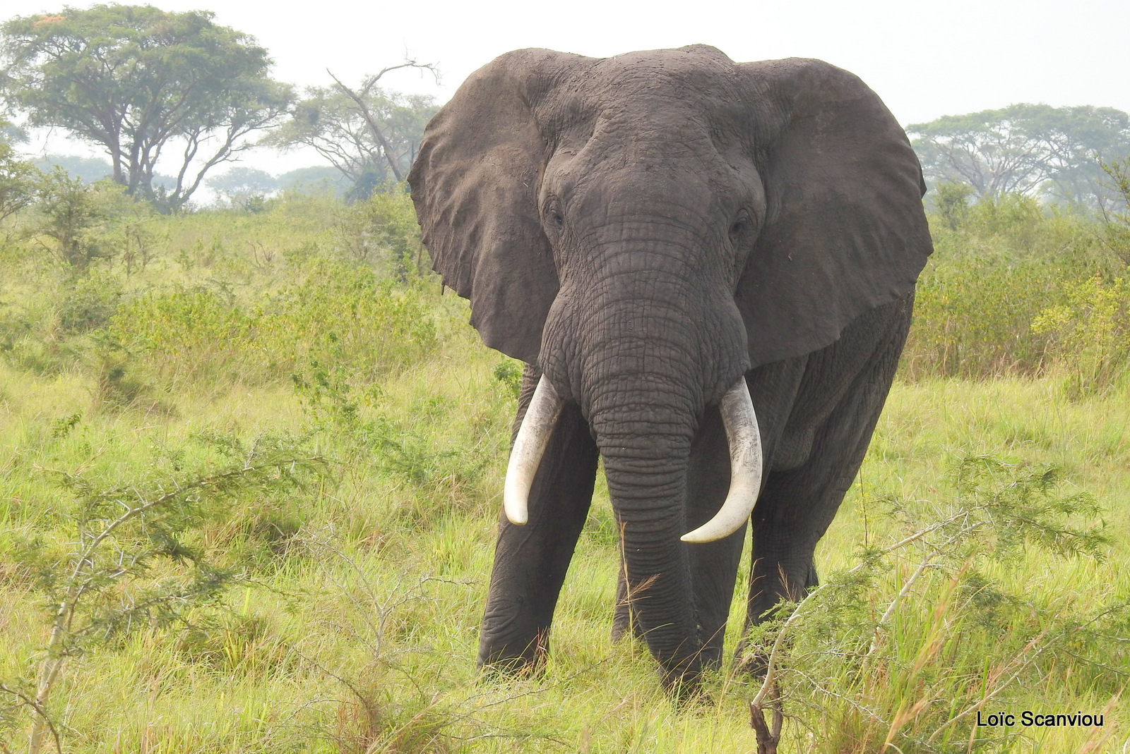 Éléphant de savane d'Afrique/Savanna Elephant (7)