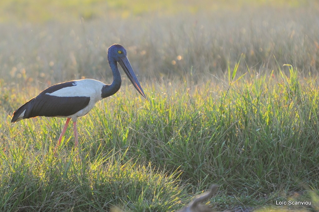 Jabiru d'Asie/Black-necked Stork