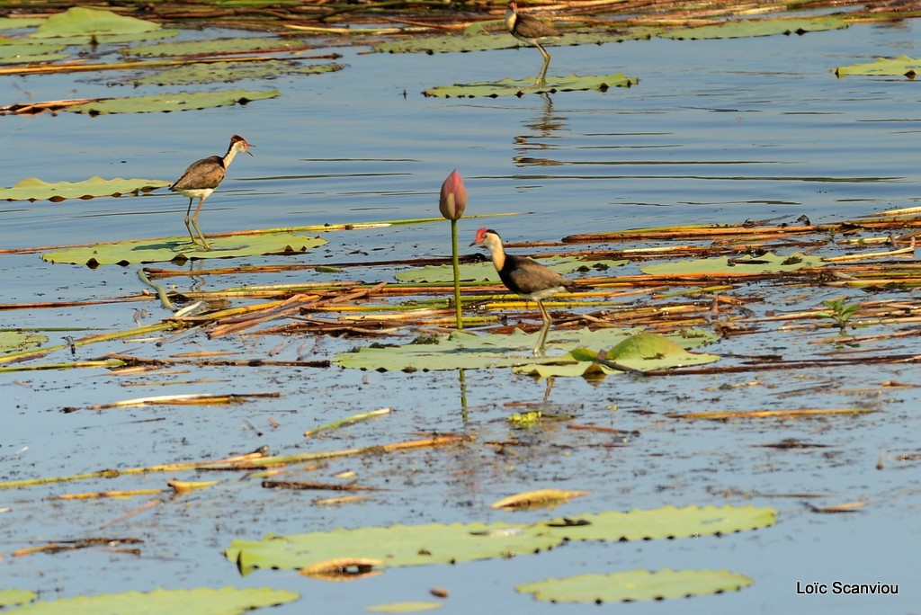 Jacana à crête/Comb-crested Jacana