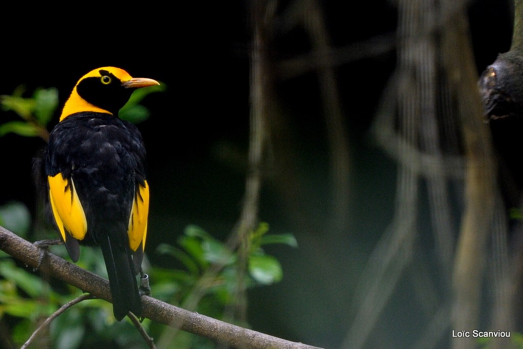 Jardinier prince-régent mâle/Regent Bowerbird