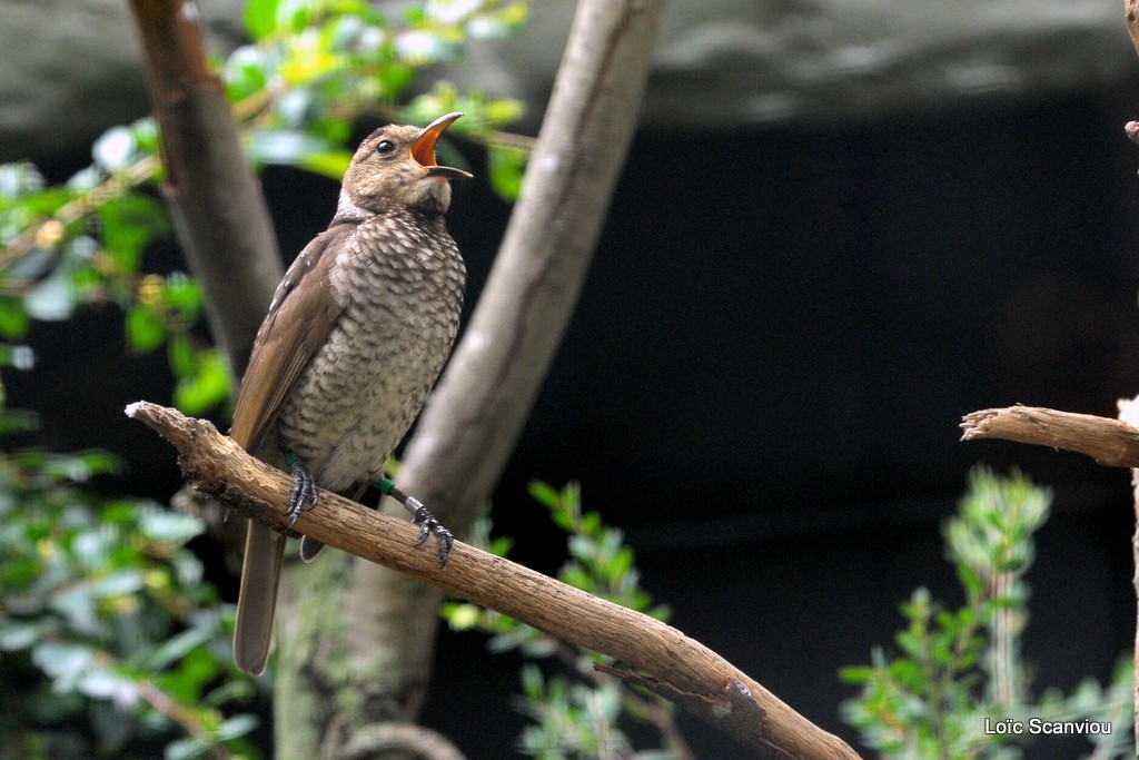 Jardinier prince-régent/Regent Bowerbird