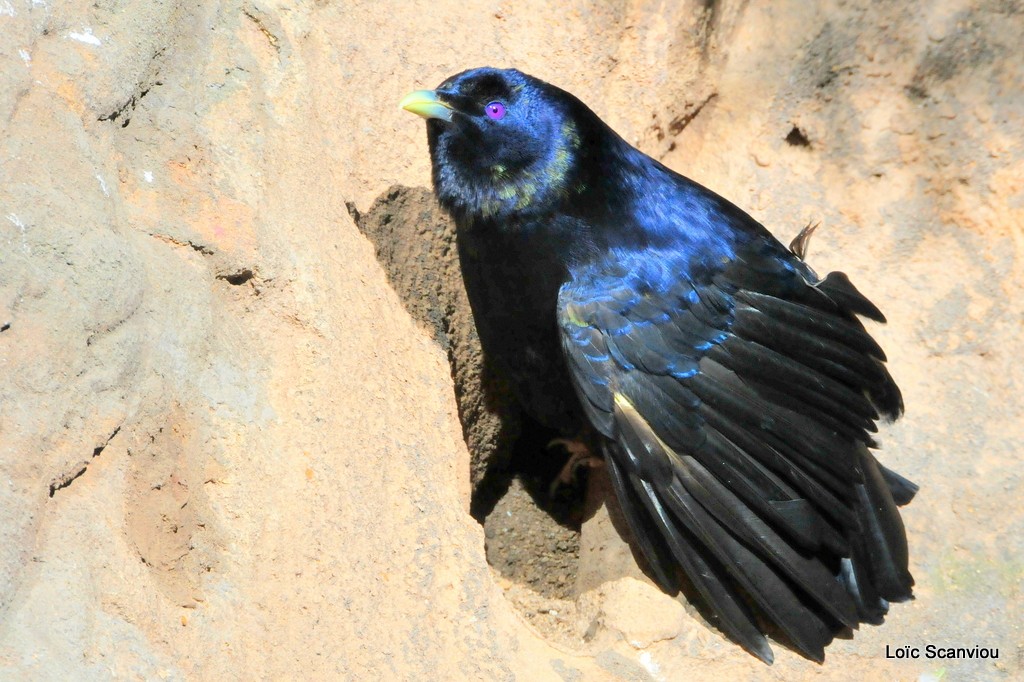 Jardinier satiné/Satin Bowerbird