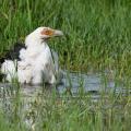 Palmiste africain/Palm Nut Vulture (3)