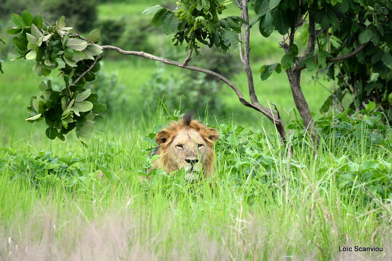 Lion (6)