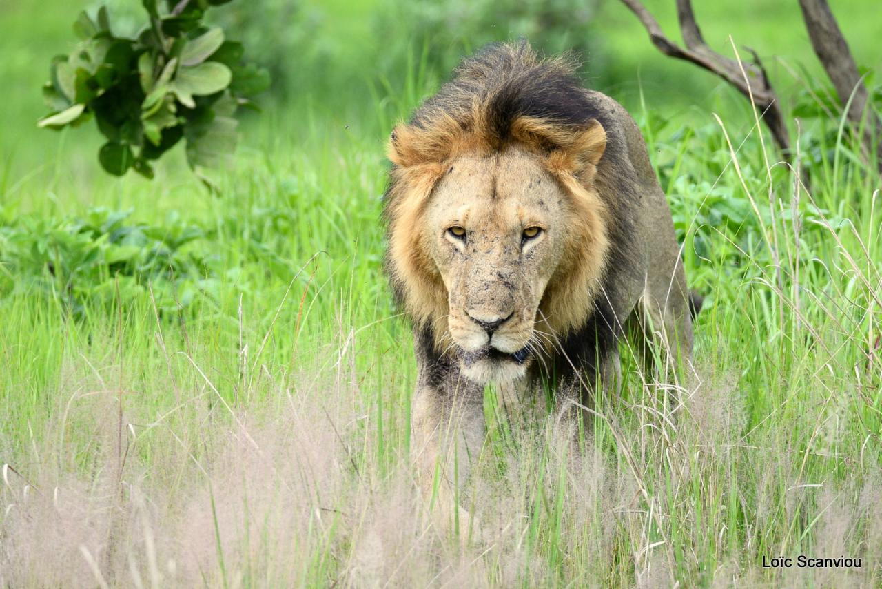 Lion (8)