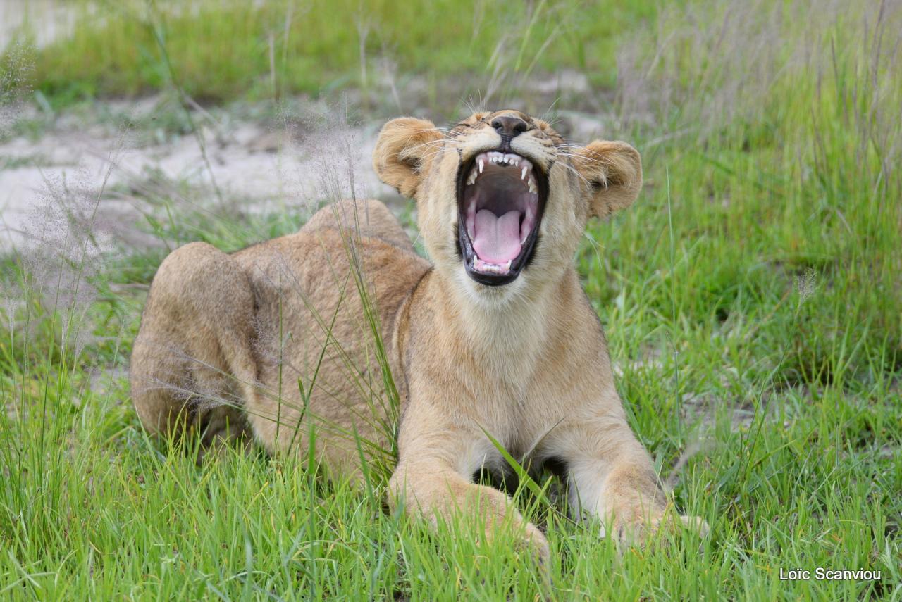 Lion (9)