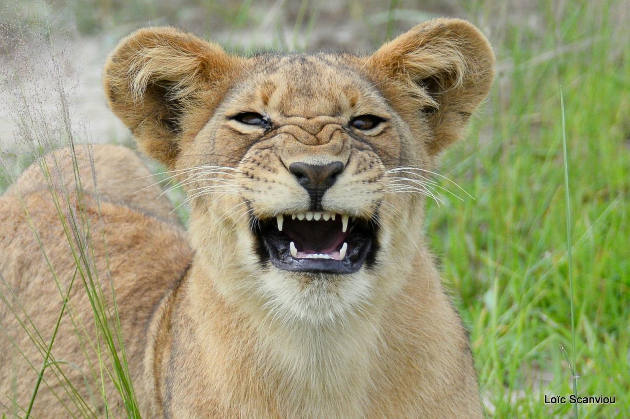 Lion (10)